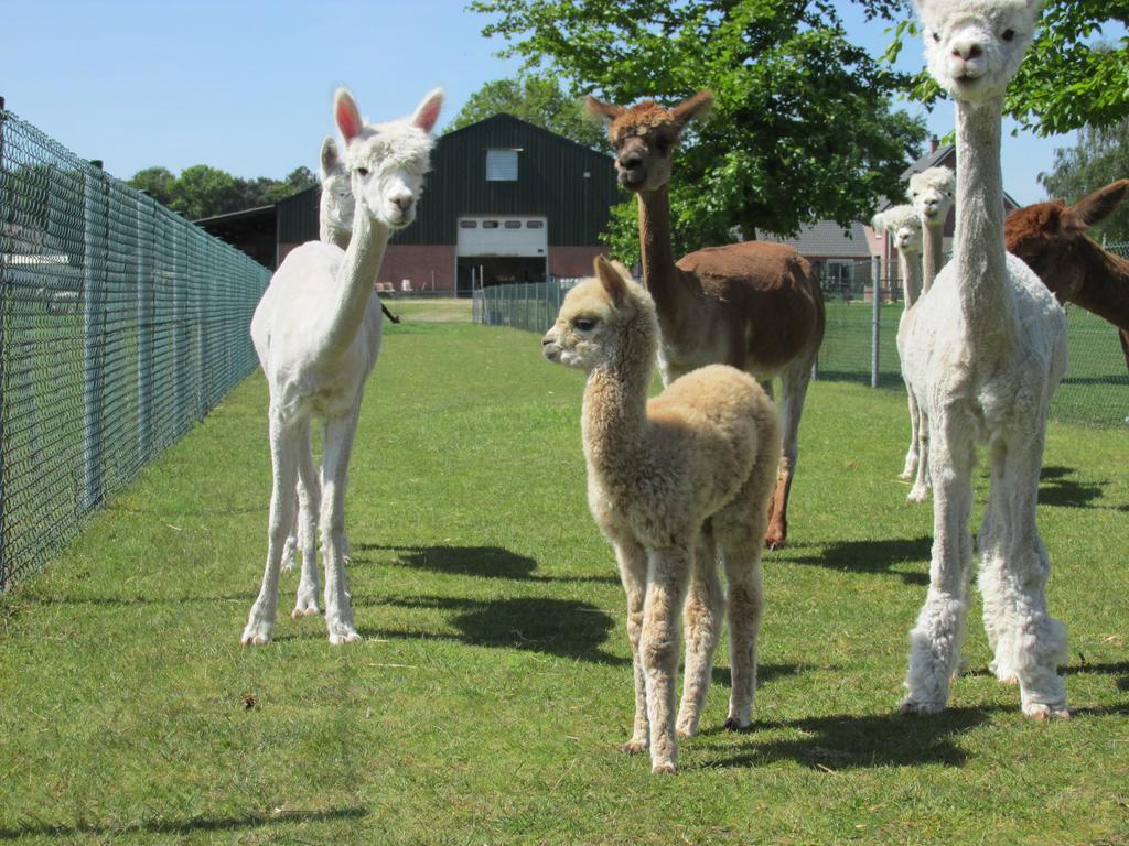 Апартаменты De Alpacaboerderij Bocholt Экстерьер фото